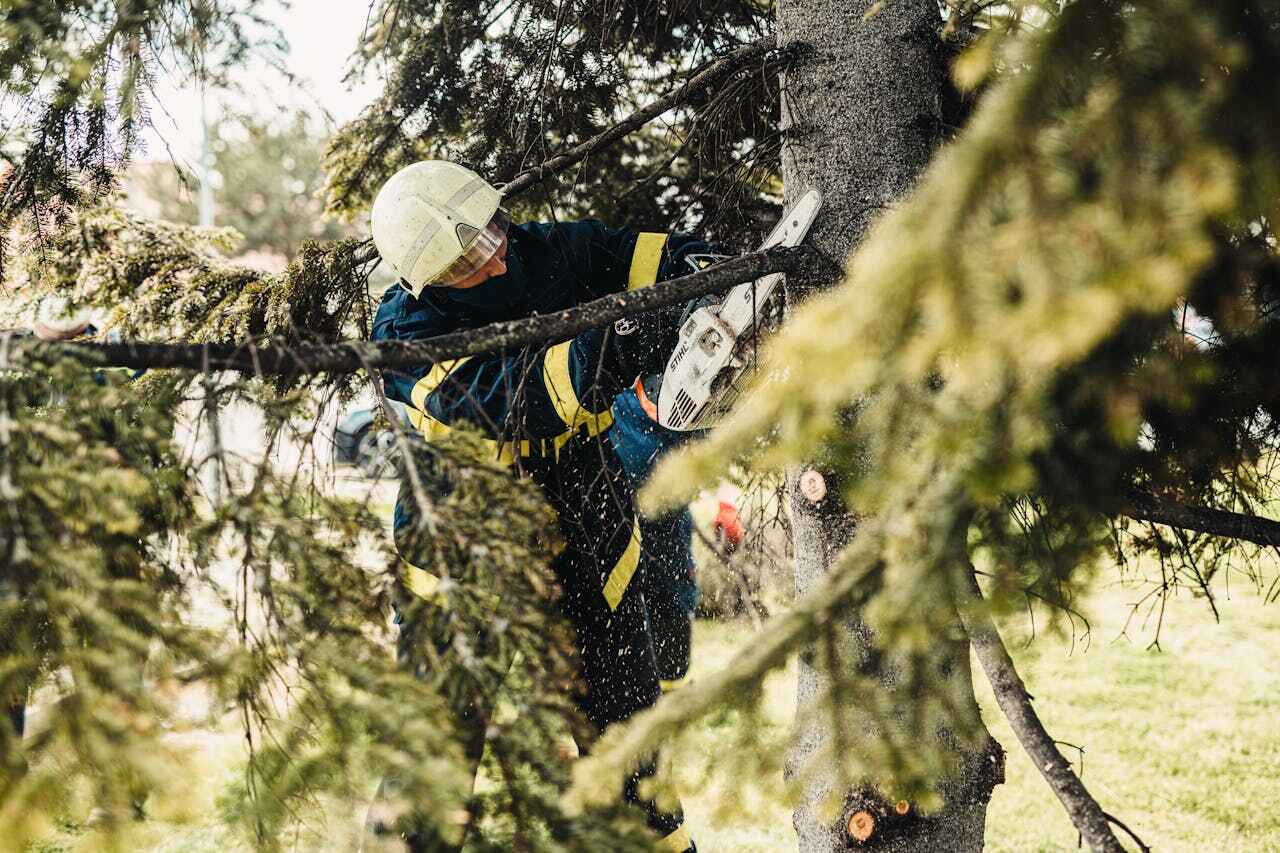 Best Tree Trimming Near Me  in , NY